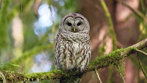 8k Dozing Barred Owl looking left in the Pacific Northwest rainforest Stock Footage 275768942