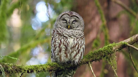 8k Dozing Barred Owl sleeping in a tree in  the Pacific Northwest rainforest 動画素材 275773705