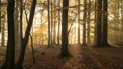8K Fall colors forest with sunbeams and fog Stock Footage 119141849