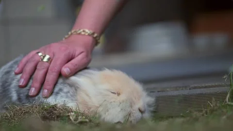 8k footage with close up of a lionhead breed rabbitbeing pet by a female hand Stock Footage 250357978