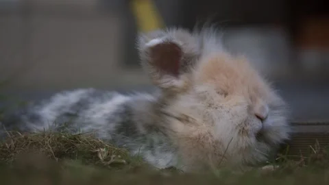 8k footage with close up of a lionhead breed rabbit sitting on the grass taken Stock Footage 250358038
