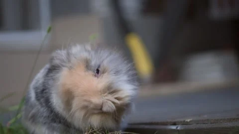 8k footage with close up of a lionhead breed rabbit grooming its fur Stock Footage 250358052