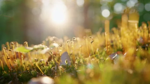 8K Forest Floor Macro shot of Nature Plants &amp; Moss at Golden Hour Stock Footage 327394603