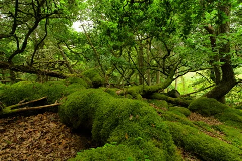 8K Forest Landscape Timelapse in the Wicklow Mountains, Ireland Vidéo 282135525