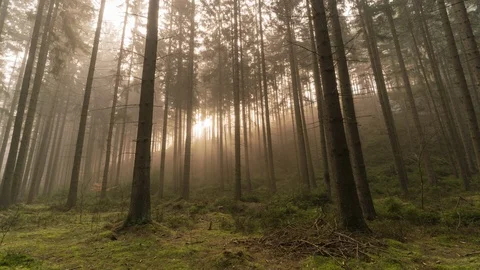 8K Forest mist,shadows and sun beams dancing on moss Stock Footage 108113883