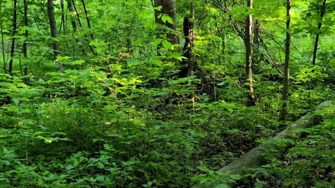 8K - Forest pan shot over small tiny not high plant overgrowth 스톡 동영상 135498881