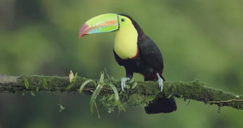 8K front view clip of a keel-billed toucan perching on a branch Stock Footage 209392983