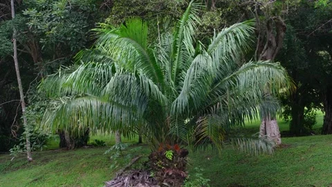 8K - Full Frame Palm Tree Filled With Green Parakeets As Several Birds Fly In Stock Footage 329068928
