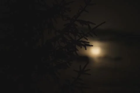 8K Full moon rising behind the tree silhouette Stock Footage 256032106