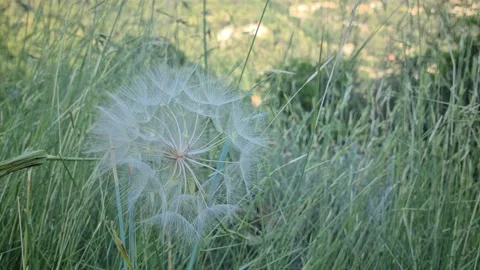 8K Giant Dandelion Stock-Footage 131734812
