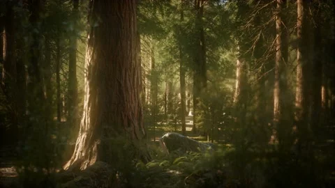 8K Giant Sequoia Trees at summertime in Sequoia National Park Video stock 123292347