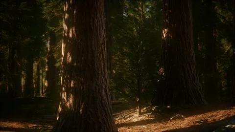 8K Giant Sequoia Trees at summertime in Sequoia National Park Ilustração Stock
