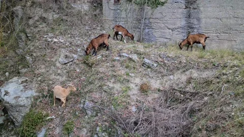 8K Goats Grazing Stock Footage 151949704