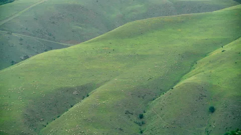 8K Herd of Sheep in Plain Meadow Covered With Fresh Green Grass Stock Footage 169103335