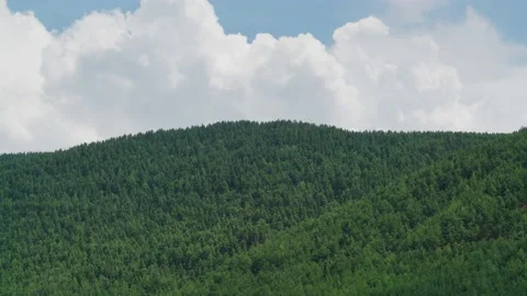 8K Hills covered with pine forests Stock Footage 171729163
