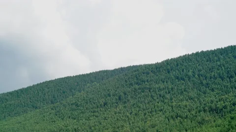 8K Hills covered with pine forests Stock Footage 171729164