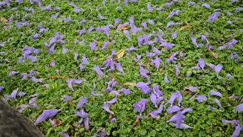 8K Jacaranda Flowers On The Floor Stock Footage 132896508