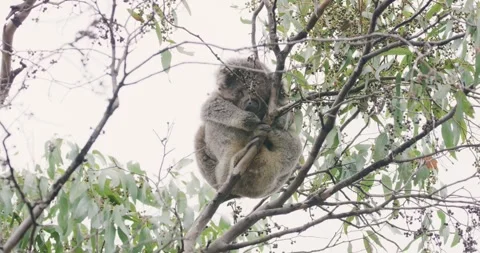 8K Koala Sleeping Vídeos de archivo 333938553
