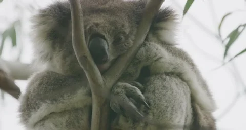 8K Of Koala Sleeping On Tree, Close Up Stock Footage 333945241