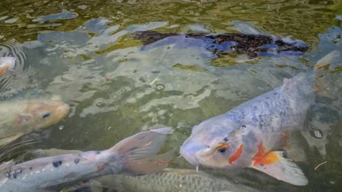 8K Large Koi Carp Closeup Stock Footage 139861725