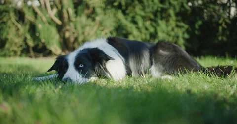 Lazy sales border collie