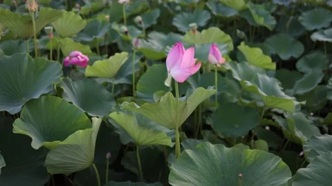 8K Lotus in the pond is in bud Stock Footage 204828187