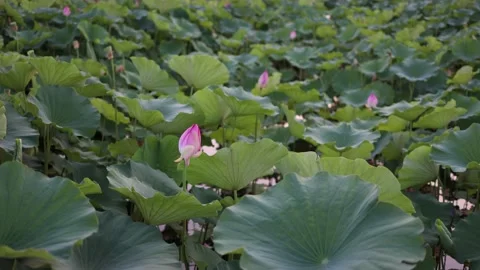 8K The lotus in the pond under the Buddha Stock Footage 204829481