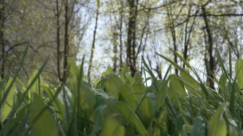 8K low angle shot of fresh green grass in sunny spring park. Vídeos de archivo 332875199