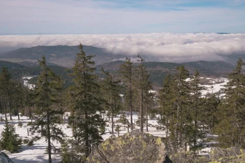 8K Low clouds rolling over the spring forest II Video stock 255964629