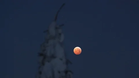8K Lunar eclipse, moon behind the frozen tree Vídeo Stock 108108923