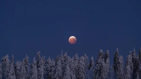 8K Lunar Eclipse moon set behind the frozen forest Stock Footage 108084821
