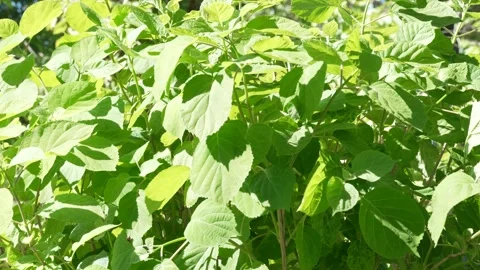 8K Lush Green Leaves of Hydrangea Bush in Bright Sunlight Stock Footage 334451443