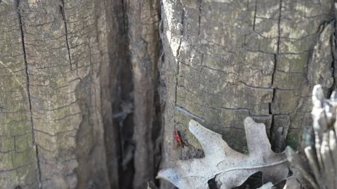 8K macro of Firebug insect crawling on old textured tree stump. Vídeos de archivo 332875104