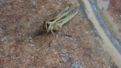 8K macro video of a grasshopper resting on ceramic tile | detailed insect footag Stock Footage 318702712