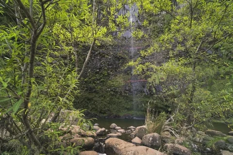 8K Madeira waterfall in the middle of the forest2 Stock Footage 241448843