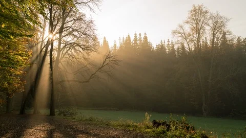 8K Magic forest with sunbeams and fall colors Stock Footage 119141035