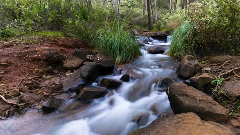 8K  Motion Timelapse Water stream in bushland 60FPS Perth, Australia Stock Footage 215485149