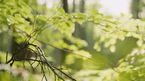 8K nature close-up of Active Spider Moving in Web in Forest Stock Footage 327413108