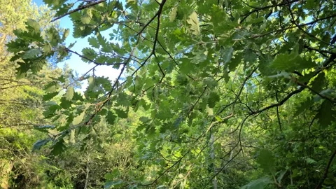 8K Oak Branches With Leaves Stock Footage 131925905