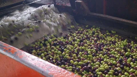 8K Olives Washing Process in Modern Olive Oil Mill Machinery Stock Footage 320831030