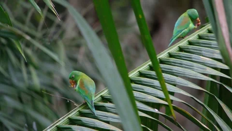 8K - Pair Of Parakeets Perched In Palm Leaves With Natural Bokeh 스톡 동영상 329070162