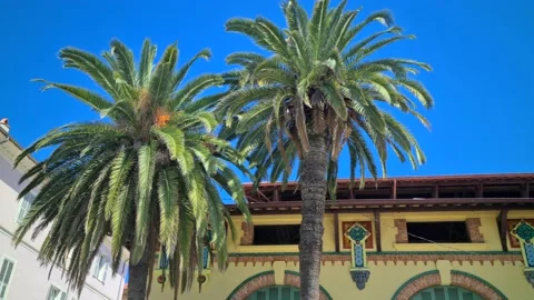 8K Palm Trees Blue Sky Stock Footage 139916165