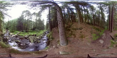 8K Panoramic VR 360 of forest Nature scene in British woodland UK. Pine trees  Vidéo 94592680