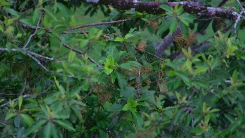 8K - Parakeet Close Up Hidden Within Dense Green Jungle Foliage Stock Footage 325647139