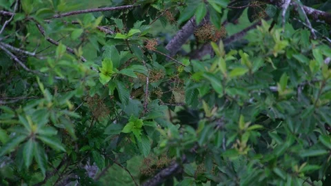 8K - Parakeet Feeding Far Within Fruit Bearing Tropical Tree 库存影片 325647591