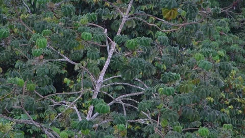 8K - Parakeet Perched Far On Tall Trumpet Tree Branch 動画素材 325647185