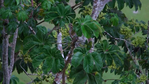 8K - Parakeet Resting Distant In Upper Trumpet Tree Canopy Stock Footage 325647391