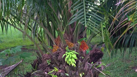 8K - Parakeets Competing Aggressively For Palm Fruit Access In Canopy Stock Footage 329068610