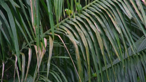 8K - Parakeets Eating While Sitting Deep Within Palm Leaf Foliage Stock Footage 329069246