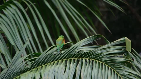 8K - Parakeets Feeding In Exotic Palm Tree With Horizontal Tropical Leaves Stock Footage 329069583